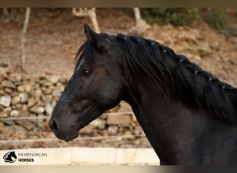 Menorquiner, Hengst, 3 Jahre, 164 cm, Rappe