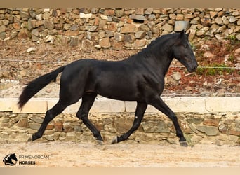 Menorquiner, Hengst, 3 Jahre, 164 cm, Rappe