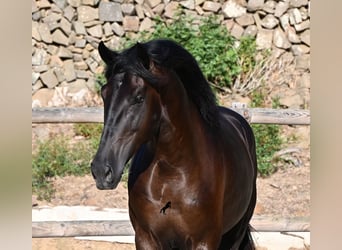 Menorquiner, Hengst, 3 Jahre, 164 cm, Rappe