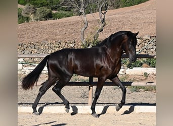 Menorquiner, Hengst, 3 Jahre, 164 cm, Rappe