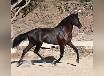 Menorquiner, Hengst, 3 Jahre, 164 cm, Rappe