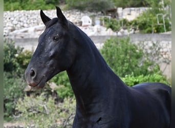 Menorquiner, Hengst, 3 Jahre, 167 cm, Rappe