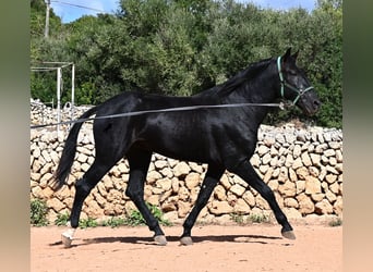 Menorquiner, Hengst, 3 Jahre, 167 cm, Rappe