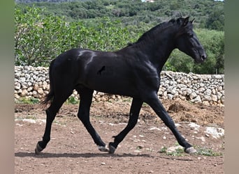 Menorquiner, Hengst, 3 Jahre, 167 cm, Rappe