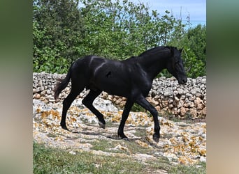 Menorquiner, Hengst, 3 Jahre, 167 cm, Rappe
