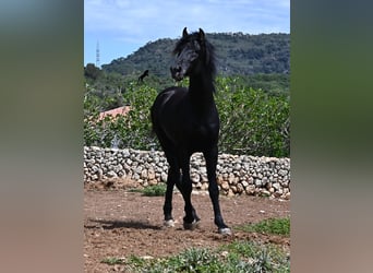 Menorquiner, Hengst, 3 Jahre, 167 cm, Rappe