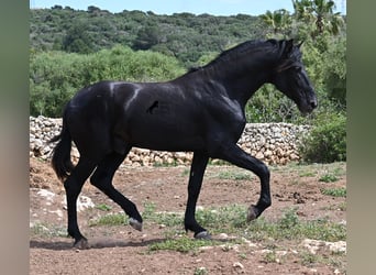 Menorquiner, Hengst, 3 Jahre, 167 cm, Rappe