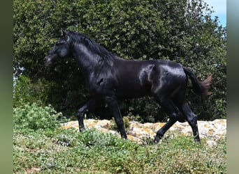 Menorquiner, Hengst, 3 Jahre, 167 cm, Rappe