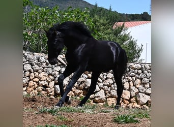 Menorquiner, Hengst, 3 Jahre, 167 cm, Rappe