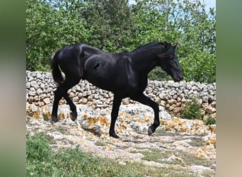 Menorquiner, Hengst, 3 Jahre, 167 cm, Rappe