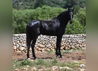 Menorquiner, Hengst, 3 Jahre, 167 cm, Rappe