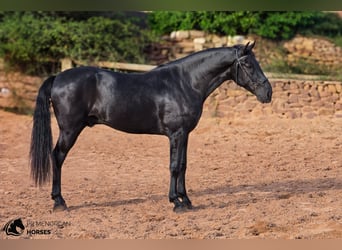 Menorquiner, Hengst, 4 Jahre, 161 cm, Rappe