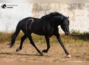 Menorquiner, Hengst, 4 Jahre, 162 cm, Rappe