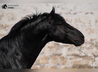 Menorquiner, Hengst, 4 Jahre, 162 cm, Rappe