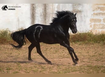 Menorquiner, Hengst, 4 Jahre, 162 cm, Rappe