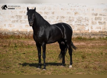 Menorquiner, Hengst, 4 Jahre, 162 cm, Rappe