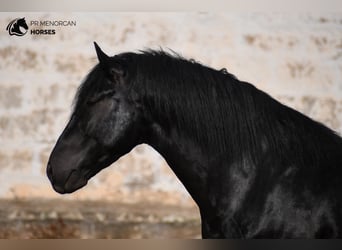 Menorquiner, Hengst, 4 Jahre, 162 cm, Rappe