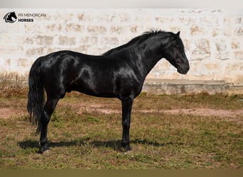 Menorquiner, Hengst, 4 Jahre, 162 cm, Rappe