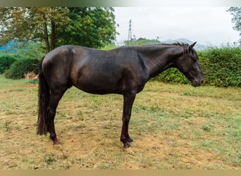 Menorquiner, Hengst, 4 Jahre, 162 cm, Rappe