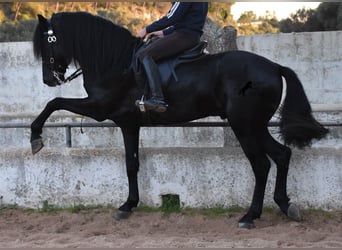 Menorquiner, Hengst, 4 Jahre, 164 cm, Rappe