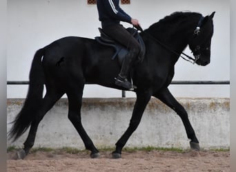 Menorquiner, Hengst, 4 Jahre, 164 cm, Rappe