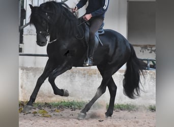 Menorquiner, Hengst, 4 Jahre, 164 cm, Rappe