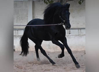 Menorquiner, Hengst, 4 Jahre, 164 cm, Rappe