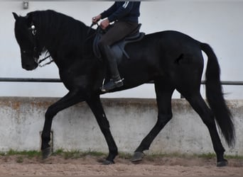 Menorquiner, Hengst, 4 Jahre, 164 cm, Rappe