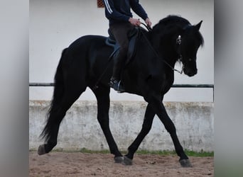 Menorquiner, Hengst, 4 Jahre, 164 cm, Rappe