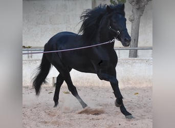 Menorquiner, Hengst, 4 Jahre, 164 cm, Rappe