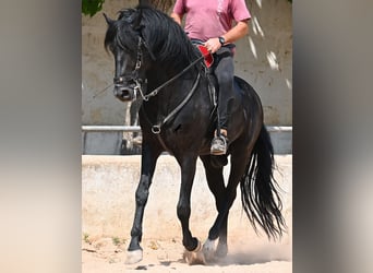 Menorquiner, Hengst, 4 Jahre, 165 cm, Rappe