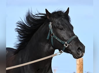 Menorquiner, Hengst, 5 Jahre, 162 cm