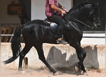 Menorquiner, Hengst, 5 Jahre, 165 cm, Rappe