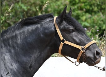 Menorquiner, Hengst, 5 Jahre, 165 cm, Rappe