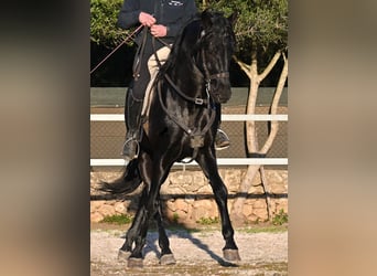 Menorquiner, Hengst, 5 Jahre, 169 cm, Rappe