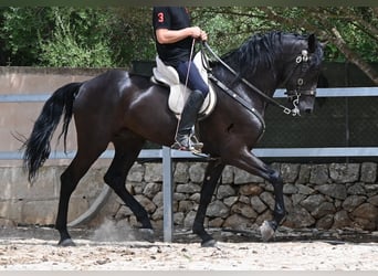 Menorquiner, Hengst, 5 Jahre, 169 cm, Rappe