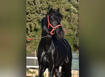 Menorquiner, Hengst, 5 Jahre, 169 cm, Rappe