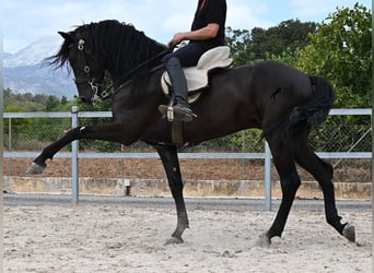 Menorquiner, Hengst, 5 Jahre, 169 cm, Rappe