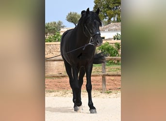 Menorquiner, Hengst, 6 Jahre, 164 cm, Rappe
