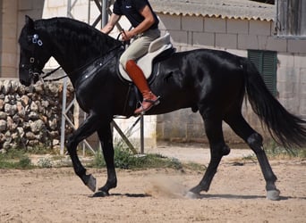 Menorquiner, Hengst, 6 Jahre, 168 cm, Rappe