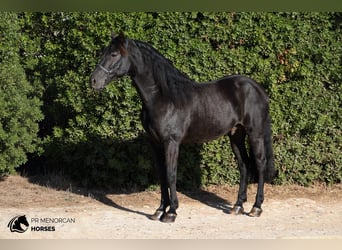 Menorquiner, Hengst, 7 Jahre, 158 cm, Rappe