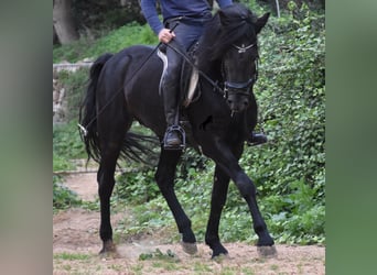 Menorquiner, Hengst, 7 Jahre, 159 cm