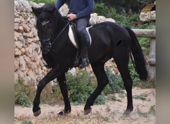 Menorquiner, Hengst, 7 Jahre, 159 cm
