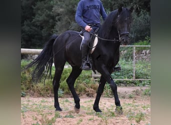 Menorquiner, Hengst, 7 Jahre, 159 cm