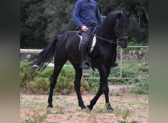 Menorquiner, Hengst, 7 Jahre, 159 cm, Rappe