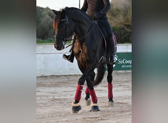 Menorquiner, Hengst, 9 Jahre, 174 cm, Rappe