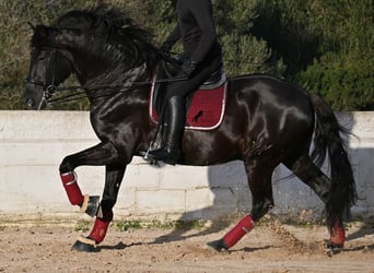 Menorquiner, Hengst, 9 Jahre, 174 cm, Rappe