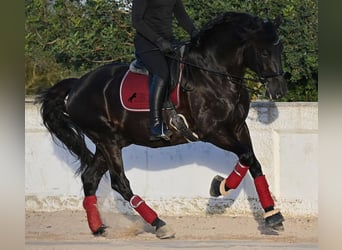 Menorquiner, Hengst, 9 Jahre, 174 cm, Rappe