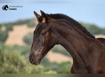 Menorquiner, Hengst, Fohlen (05/2024), 155 cm, Rappe