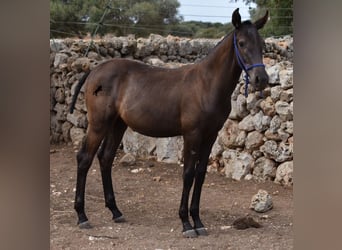 Menorquiner, Hengst, Fohlen (02/2023), 158 cm, Rappe
